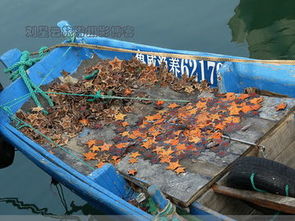 漁港靜默背后的生存挑戰(zhàn) 油貴魚少，威海大船擱淺