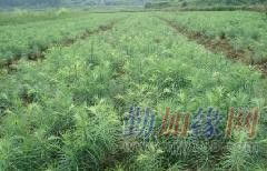 供應(yīng)實用杉樹種子育苗栽培技術(shù)——廣西融水縣苗山林木種子苗木經(jīng)營部專業(yè)指南