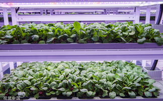 走進植物工廠 探訪現(xiàn)代工廠化智慧育苗基地